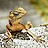Lizard-of-Oz