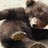bruin