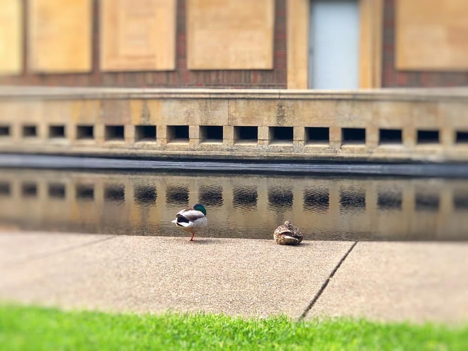 KMH Ducks 2